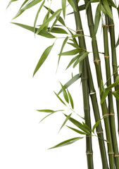 Fototapeta premium PNG Bamboo backgrounds plant branch.