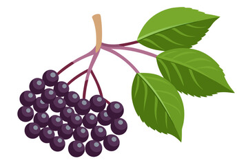  elderberry fruit vector art illustration