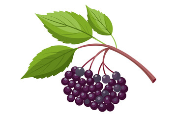  elderberry fruit vector art illustration