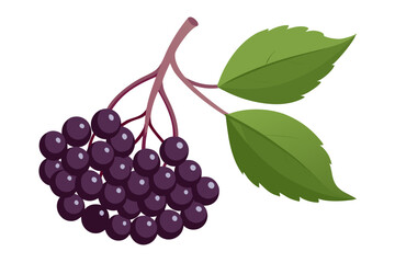  elderberry fruit vector art illustration
