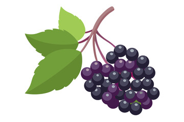  elderberry fruit vector art illustration