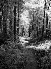 path in the forest