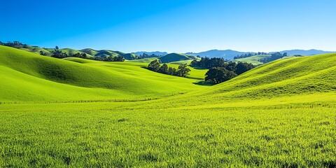 Fototapeta premium Lush green rolling hills under a clear blue sky.