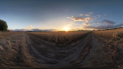 A panoramic view of a cornfield at sunset with two dirt roads leading to the horizon.