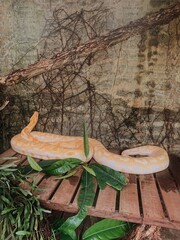 A beautiful snake in a garden in Thailand.