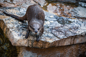 Otter sitting on a rock