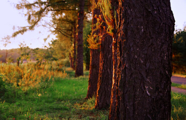 Beautiful summer bright sunset on the field with trees and sun lighting on the green grass. Atmospheric mystical summer natural