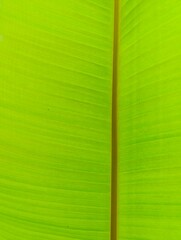 Banana leaf