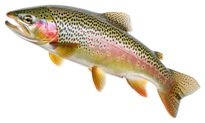 PNG Rainbow trout animal fish white background.