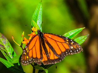 Monarch Butterfly Orange and Black Back View Of Full Body