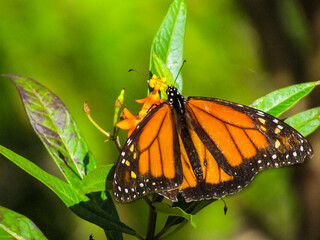 Monarch Butterfly Close Up Back View With Blurrred Background