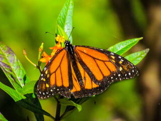 Fototapeta premium Monarch Butterfly Back Close Up Of Back View