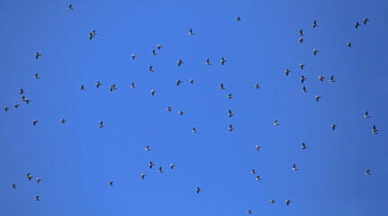 A large flock of wild doves flying on the blue sky. A flock of Common wood pigeon (Columba palumbus) during mass autumn migration over the Baltic coast of Lithuania.