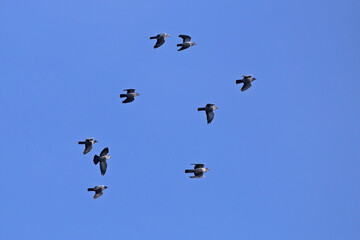 A large flock of wild doves flying on the blue sky. A flock of Common wood pigeon (Columba palumbus) during mass autumn migration over the Baltic coast of Lithuania.
