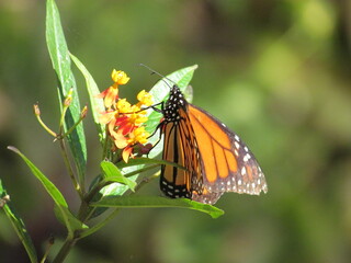 Monarch Butterfly On A Muticolor Flower Side View