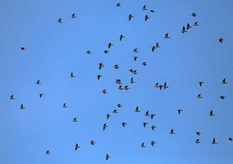 A large flock of wild doves flying on the blue sky. A flock of Common wood pigeon (Columba palumbus) during mass autumn migration over the Baltic coast of Lithuania.