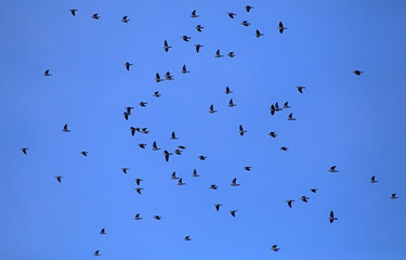 A large flock of wild doves flying on the blue sky. A flock of Common wood pigeon (Columba palumbus) during mass autumn migration over the Baltic coast of Lithuania.