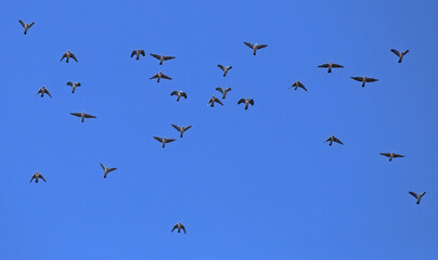 A large flock of wild doves flying on the blue sky. A flock of Common wood pigeon (Columba...