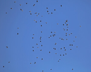A large flock of wild doves flying on the blue sky. A flock of Common wood pigeon (Columba palumbus) during mass autumn migration over the Baltic coast of Lithuania.