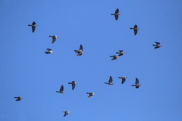 A large flock of wild doves flying on the blue sky. A flock of Common wood pigeon (Columba palumbus) during mass autumn migration over the Baltic coast of Lithuania.