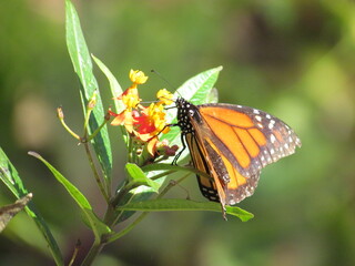 Monarch Butterfly On A Muticolor Flower Side View