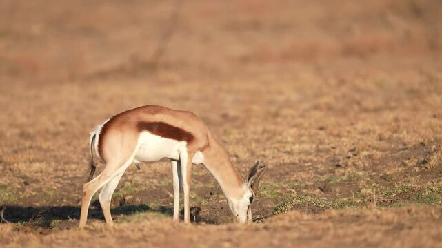 Springbok, (Antidorcas marsupialis), graceful, strikingly marked antelope of the gazelle family. The springbok is native to the open, treeless plains of southern Africa. Slow motion, 25 percent