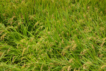 Autumn paddy fields with fallen rice.