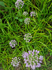 top view Chives with Flowers. 