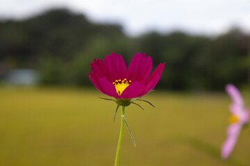 purple cosmos blooming in autumn