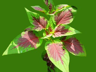 Closeup of Raw Red Spinach isolated. Red Spinach Plant Growing Under Sunlight.