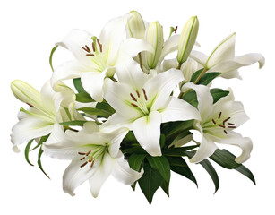 PNG Flower plant lily inflorescence.