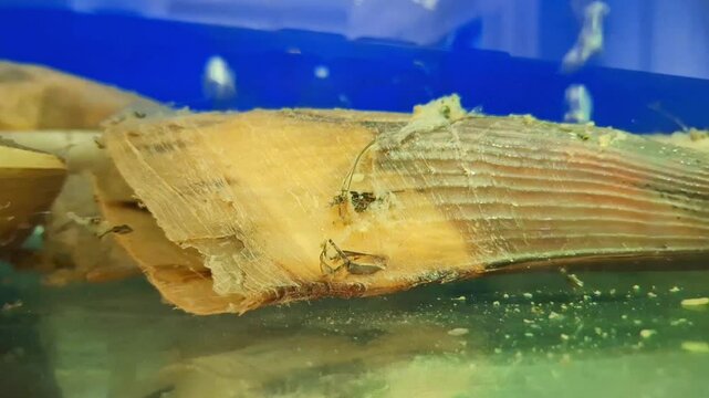 An aquarium at a restaurant features a close-up view of a live bamboo clam (kerang bambu).
