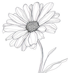 PNG Continuous line drawing daisy flower sketch plant white.