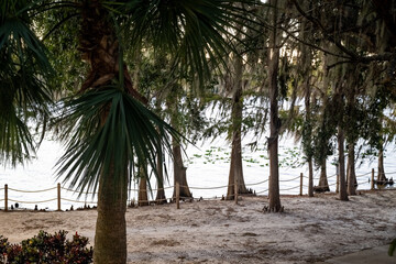 A peaceful scene by a lakeside in Orlando, Florida, featuring towering palm trees and lush greenery along a sandy shore. The tranquil waters reflect the surrounding trees, creating a serene atmosphere