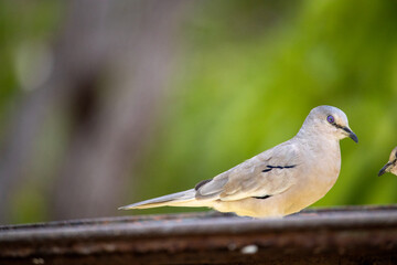 Rolinha picui. The picui dove, popularly known as the pajeú dove, São José dove and white dove, is a species of bird in the Columbidae family.
