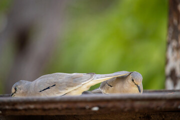 Rolinha picui. The picui dove, popularly known as the pajeú dove, São José dove and white dove, is a species of bird in the Columbidae family.