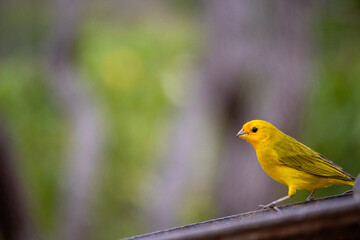 Canario da terra. The true ground canary or ground canary (Sicalis flaveola), not to be confused with the canary or domestic canary (Serinus canaria),[2] belongs to the family Thraupidae