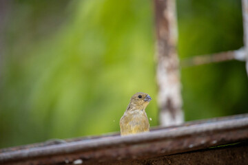 The capuchin grasshopper, capuchin grasshopper, Bahian grasshopper or Bahian grasshopper (Sporophila nigricollis) is a bird of the Emberizidae family. Papa capim