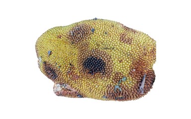 Ripe jackfruit isolated. Jackfruit on white background.