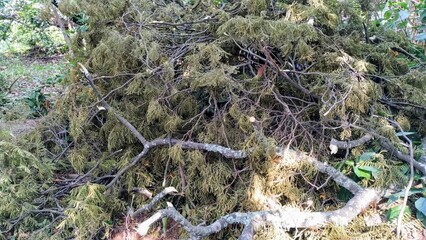 Tree trunk in the forest 