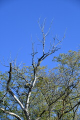 Dead Limbs on a Tree