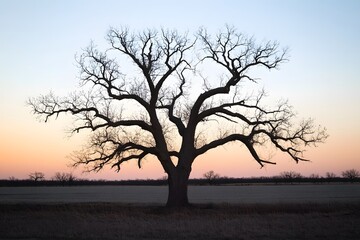Silhouette of a Large Tree at Sunset in a Field