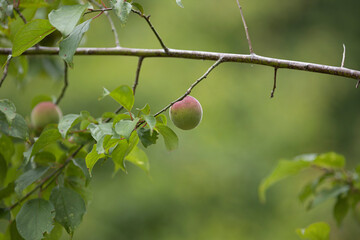 色づき始めた梅の実
