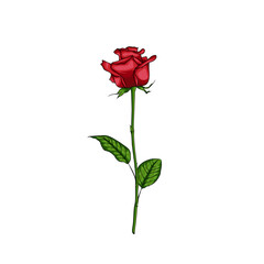 An attractive flower illustration of a rose is used as a template
