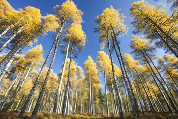 Naklejka premium Golden Autumn Birch Forest with Blue Sky