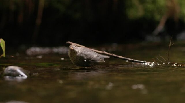 American Dipper bird (Cinclus mexicanus) foraging on Caddisfly larva in a Pacific Northwest stream.