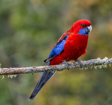 a crimson rosella perching on a branch at o'reillys rainforest retreat in lamington national park of sth qld, australia