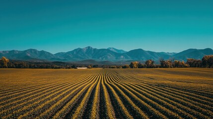 A vast field of crops stretching towards the horizon, with a mountain range in the background. The rows of crops are evenly spaced, creating a sense of order and peace.