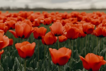 Foto op Canvas Red Tulip Flowers Blooming in Field  Spring  Nature  Floral Background © senyumanmu