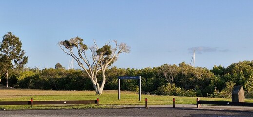 trees in the park © Devi